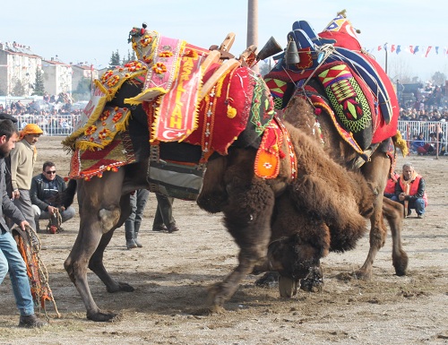 aydin’da-deve-guresleri-kiran-kirana-gecti-007.JPG