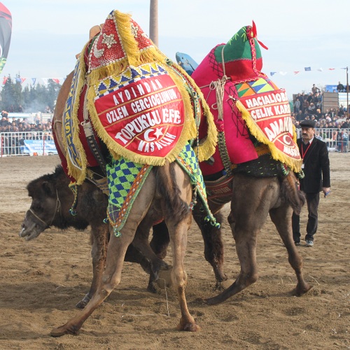 aydin’da-deve-guresleri-kiran-kirana-gecti-011.JPG