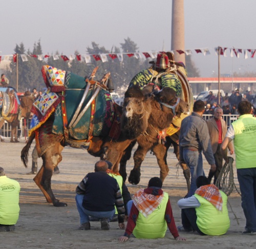 aydin-deve-guresi-(17).jpg