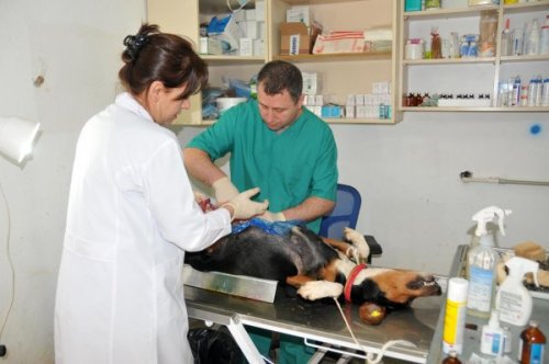 DALAMAN HAYVAN BARINAĞINA ŞİŞLİ’DEN DESTEK