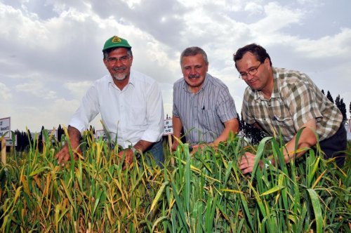 DÜNYA BUĞDAY ÜRETİMİ SARI PAS TEHDİDİ ALTINDA