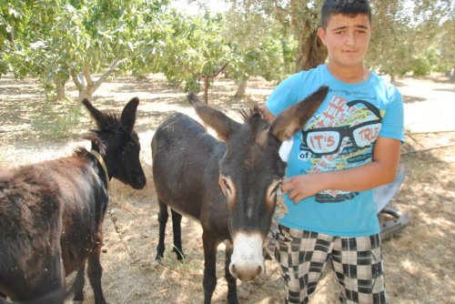 EŞEK SÜTÜ, İNEK SÜTÜNDEN 50 KAT DAHA PAHALI