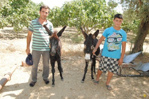 EŞEK SÜTÜ, İNEK SÜTÜNDEN 50 KAT DAHA PAHALI