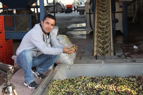 FOÇA'DA İLK ZEYTİN HASADI YAPILDI