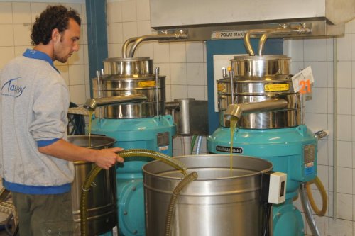 FOÇA'DA İLK ZEYTİN HASADI YAPILDI