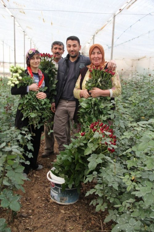 GÜL ÜRETİCİLERİ ÜZGÜN
