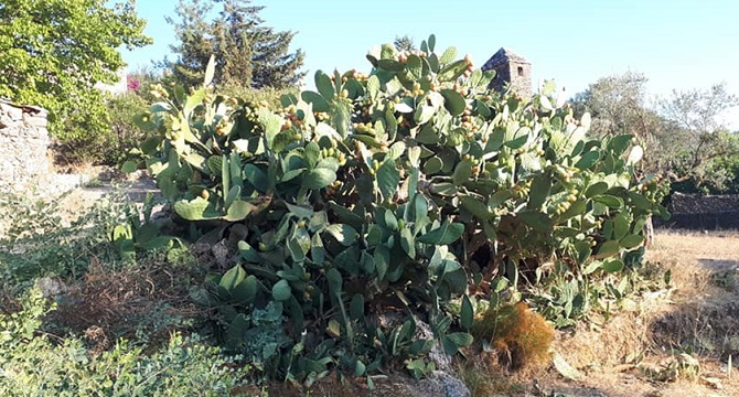 kaktus-inciri-2.jpg
