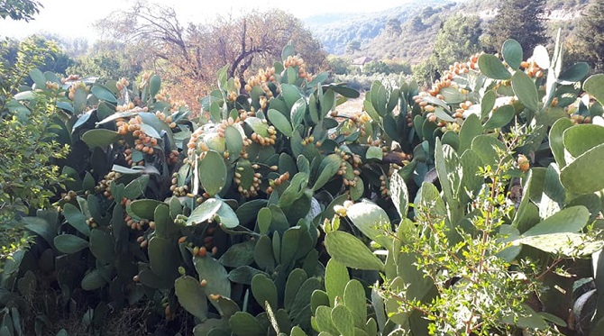 kaktus-inciri.jpg