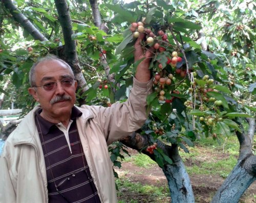 KUZEY YARIMKÜRENİN İLK KİRAZI