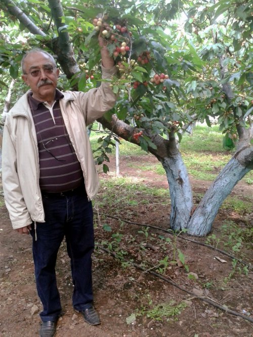KUZEY YARIMKÜRENİN İLK KİRAZI