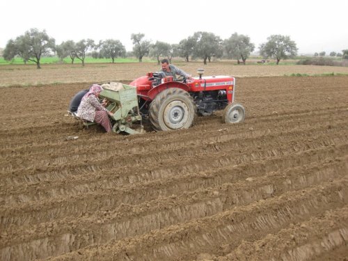 ÖDEMİŞ’TE PATATES ÜRETİMİNDE YÜZDE YÜZ ARTIŞ
