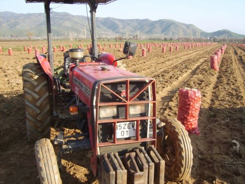 ÖDEMİŞ’TE PATATES ÜRETİMİNDE YÜZDE YÜZ ARTIŞ
