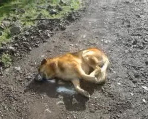 (ÖZEL HABER) FERDİ TAYFUR’UN MARMARİS’TEKİ İKİ KÖPEĞİ ZEHİRLENDİ