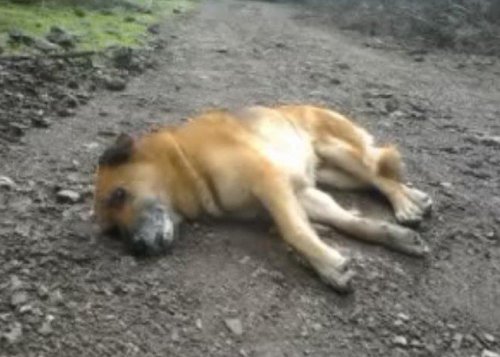 (ÖZEL HABER) FERDİ TAYFUR’UN MARMARİS’TEKİ İKİ KÖPEĞİ ZEHİRLENDİ