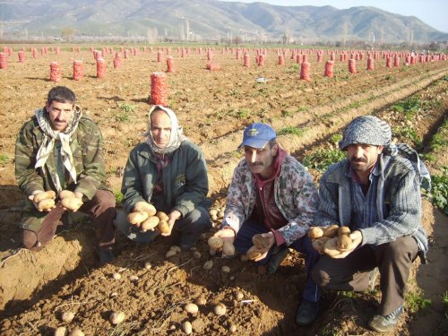 (ÖZEL HABER) PATATESTE SPEKÜLASYON SÖYLENTİLERİNİN GERÇEĞİ YANSITMADIĞI ÖNE SÜRÜLDÜ