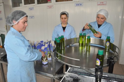 (ÖZEL HABER) SOFRALIK DEĞİL, KOZMETİK ZEYTİN