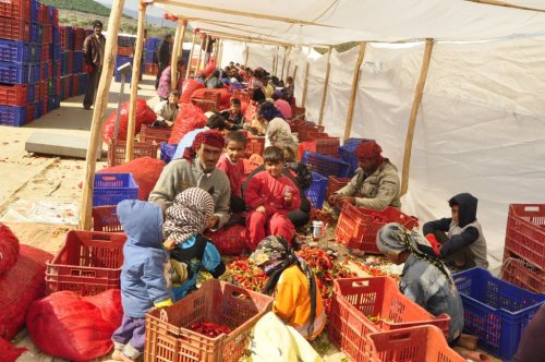 TARLADA NÖBET DEĞİŞİMİ