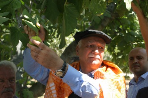 TZOB GENEL BAŞKANI BAYRAKTAR, AYDIN’DA İLK İNCİR HASADINA KATILDI