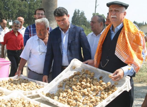 TZOB GENEL BAŞKANI BAYRAKTAR, AYDIN’DA İLK İNCİR HASADINA KATILDI